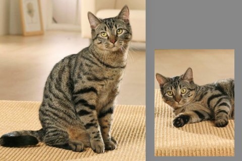 Hauskatze grau / getigert Hauskatze grau / getigert