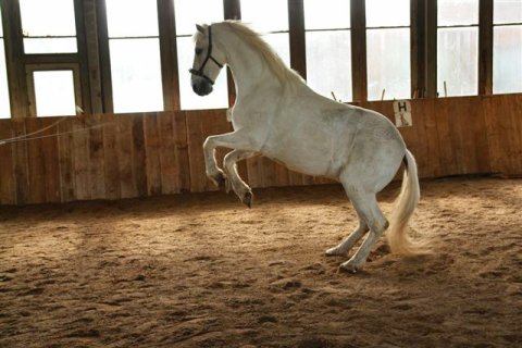 Hispano-Araber Hispano-Araber