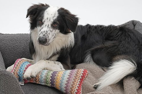 Border Collie Border Collie