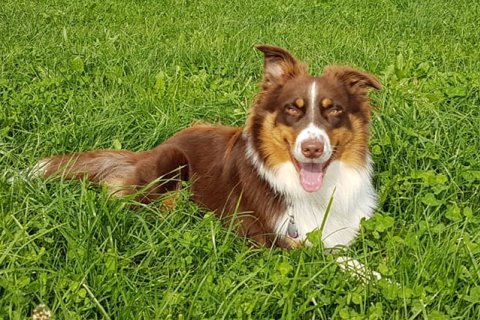 Border Collie Border Collie