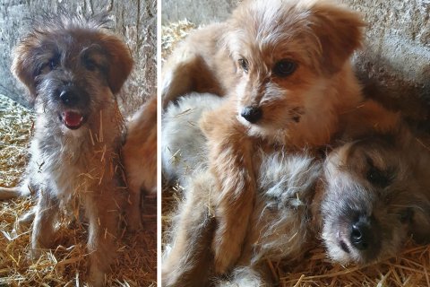 Mischlinge Mischlinge