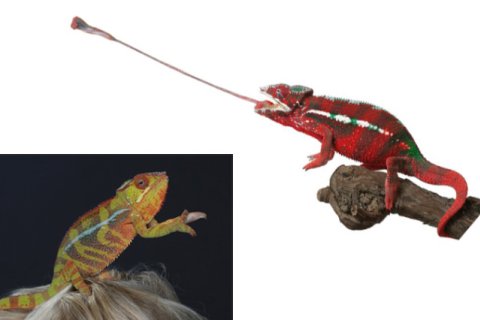 Chamäleon Chamäleon