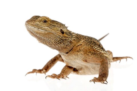 Echse / Agame Echse / Agame