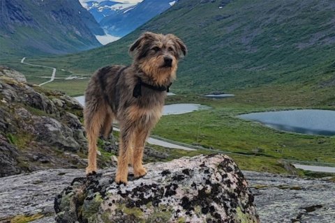 Mischling Woody Mischling Woody