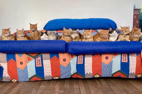 12 Filmkatzen 12 Filmkatzen