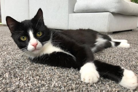 Schwarzweiße Katze Schwarzweiße Katze