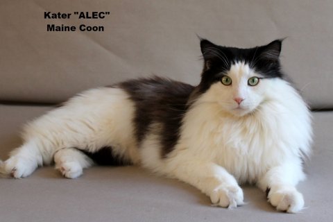 Maincoon Kater Alec Maincoon Kater Alec