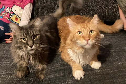 Maincoon Katzen Maincoon Katzen