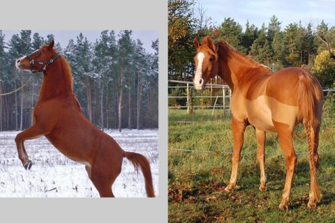 Vollblutaraber Vollblutaraber