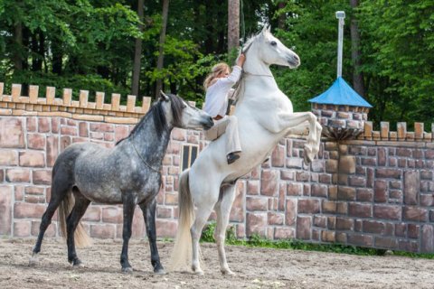 Vollblutaraber Vollblutaraber