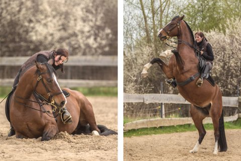 Hannoveraner Hannoveraner