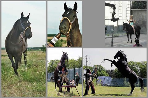 Halbblutstute Halbblutstute