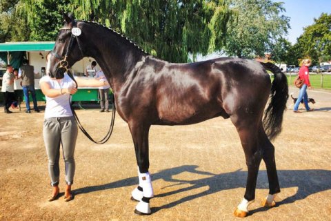 Hannoveraner Hannoveraner