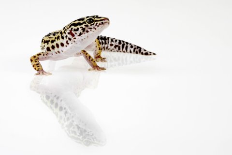Gecko Gecko