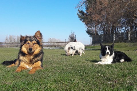 Hütehunde Hütehunde