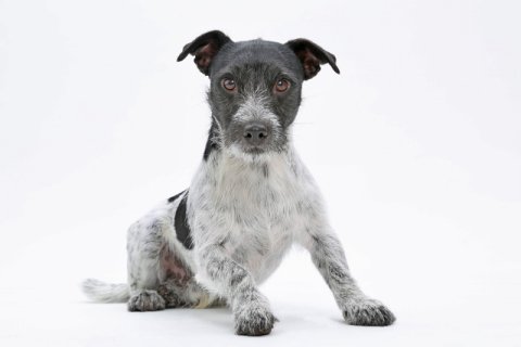 Jack Russell Terrier Jack Russell Terrier