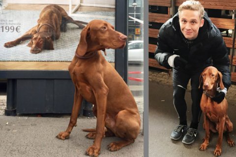 Magyar Vizsla Magyar Vizsla