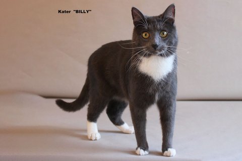 Kater Billy Kater Billy