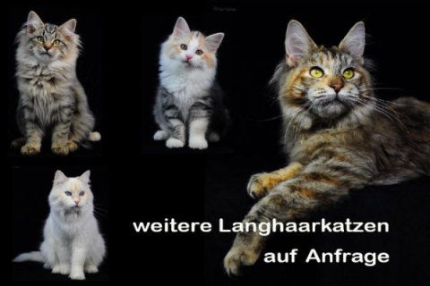 Langhaarkatze Langhaarkatze