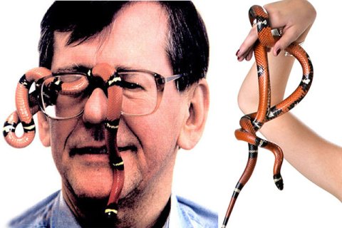 Königsnatter Königsnatter