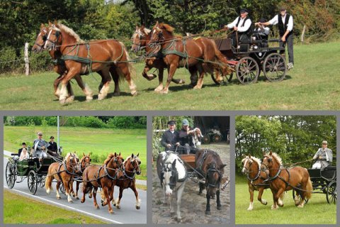 Kutschen/Gespanne Kutschen/Gespanne