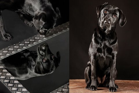 Labrador schwarz Labrador schwarz