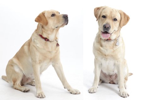 Labrador beige Labrador beige