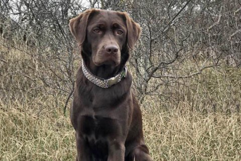 Labrador braun Labrador braun