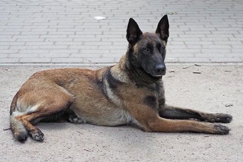 Belgischer Schäferhund Belgischer Schäferhund