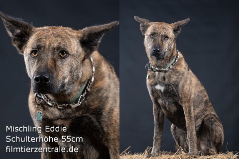 Mischling Eddie Mischling Eddie