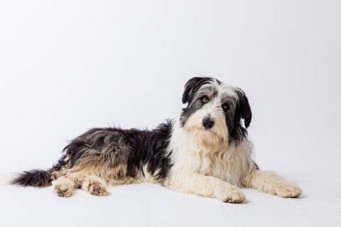 Mischling Rufus Mischling Rufus