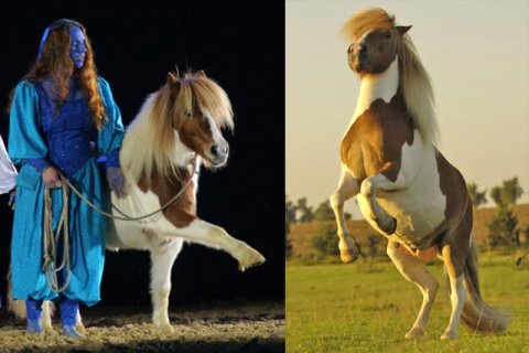 Shetlandpony Shetlandpony