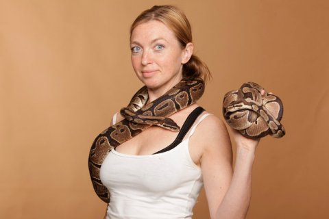 Königspython Königspython