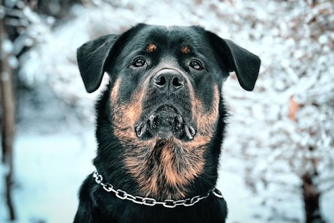 Rottweiler Mischling Rottweiler Mischling