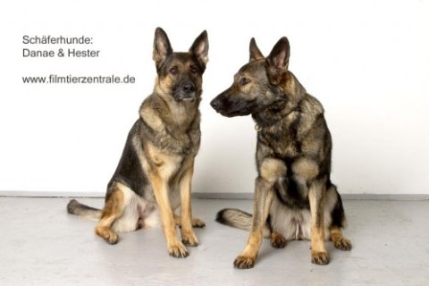 Schäferhund Schäferhund