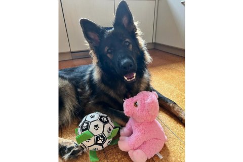 Schäferhund altdeutscher Schäferhund altdeutscher