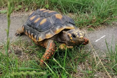 Schildkröte Schildkröte