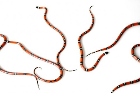 Babyschlangen Babyschlangen