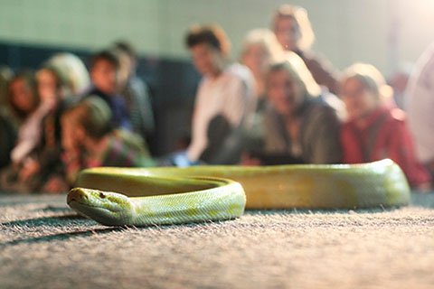 Event mit Schlange, Papagei u.a.