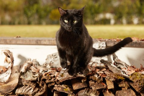 Schwarze Katze Schwarze Katze