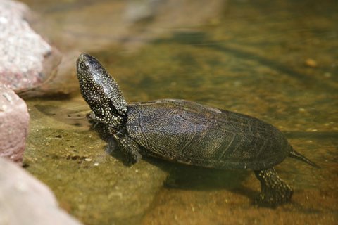 Sumpfschildkröte Sumpfschildkröte