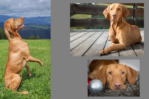 Magya Vizsla Magya Vizsla