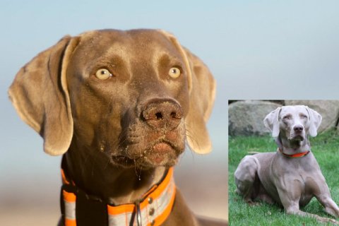 Weimaraner Weimaraner