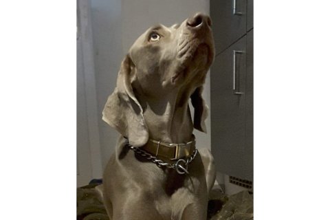 Weimaraner Weimaraner