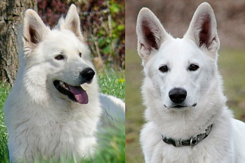 Weißer Schäferhund Weißer Schäferhund