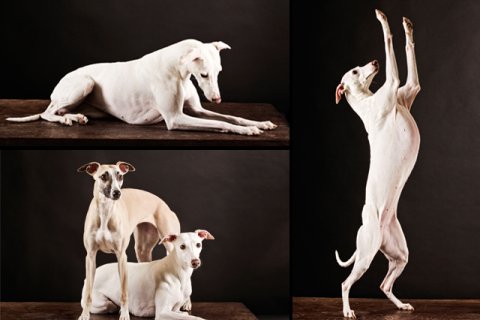 Whippets Whippets