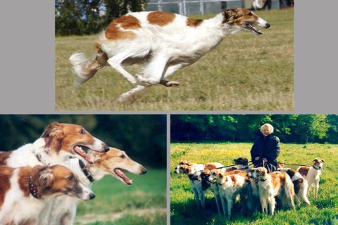 Windhunde Barsoi Windhunde Barsoi