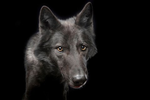 Wolfshund / Wolf Wolfshund / Wolf