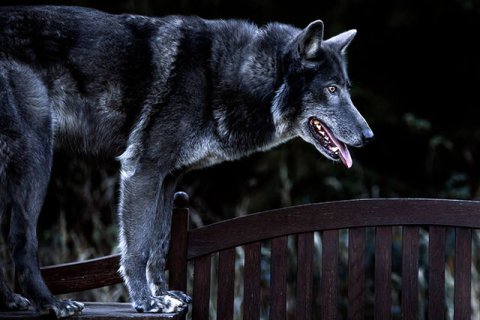 Wolfshund schwarz Wolfshund schwarz