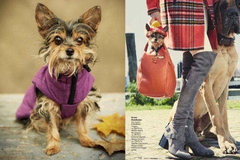 Yorkshire Terrier Yorkshire Terrier